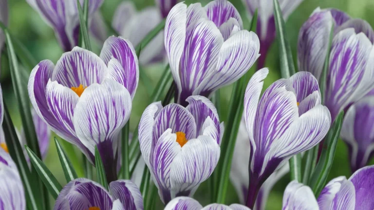 J Parker's garden plants, flower bulbs, and gardening products review
